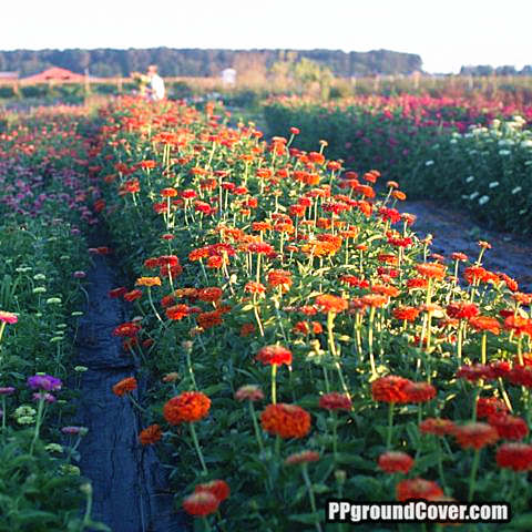 PP ground cover for flower beds